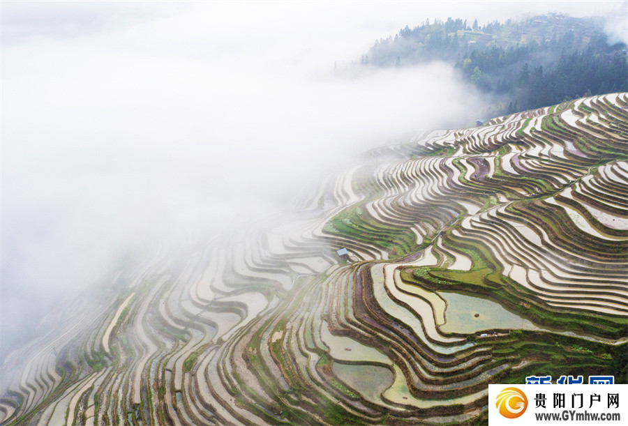 贵州从江：雾漫梯田(图4)