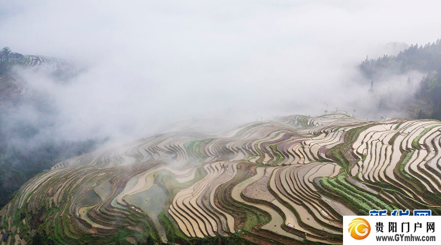 贵州从江：雾漫梯田(图7)
