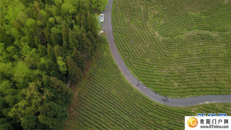 贵阳：美景茶香引客来(图5)