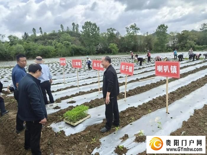 遵义新蒲:打造乡村产业新“椒”点(图2) 遵义新蒲:打造乡村产业新“椒”点(图2)