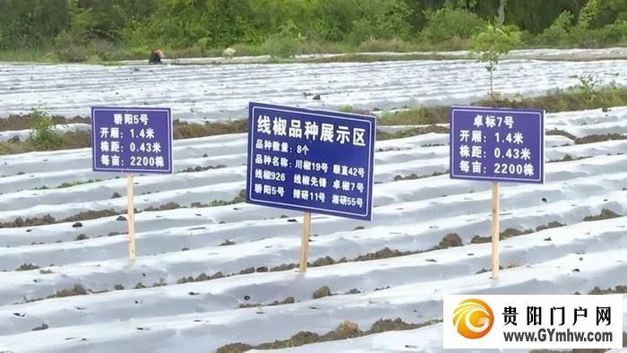 遵义新蒲:打造乡村产业新“椒”点(图5) 遵义新蒲:打造乡村产业新“椒”点(图5)