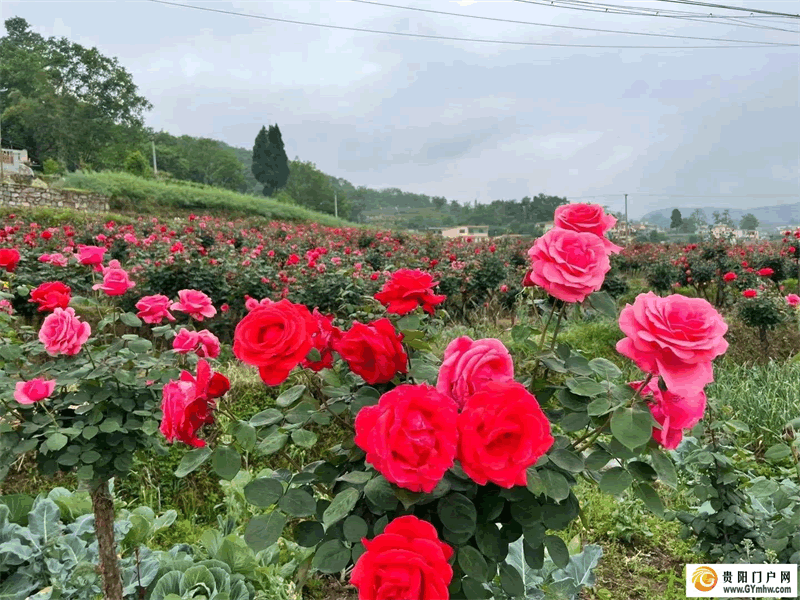 “五一”小长假 贵阳息烽县文安村月季花海开门迎客(图2)