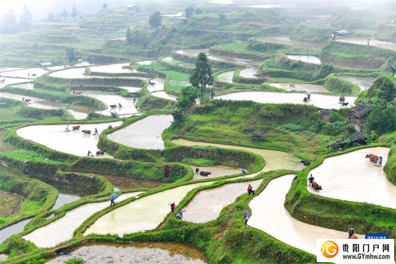 贵州黎平举办牛耕文化节(图4) 贵州黎平举办牛耕文化节(图4)