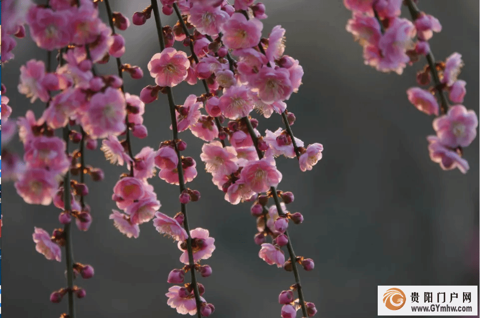 本周六开园!贵州梅园游玩攻略(图2) 本周六开园!贵州梅园游玩攻略(图2)