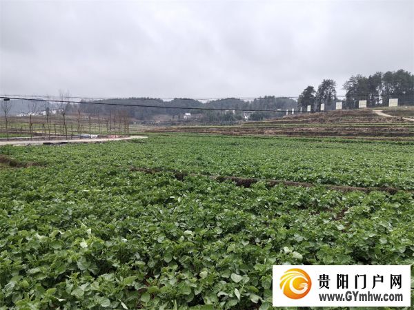 碧江:农技服务进田间 油菜管护促丰收(图3) 碧江:农技服务进田间 油菜管护促丰收(图3)