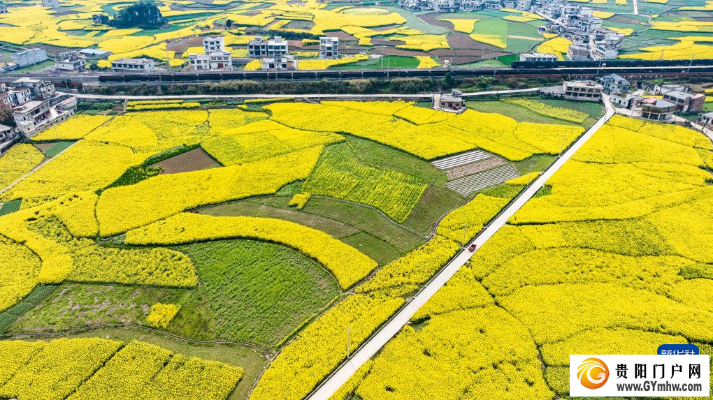 贵州:油菜花海绽春光(图3) 贵州:油菜花海绽春光(图3)