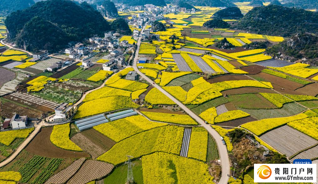 贵州:油菜花海绽春光(图4) 贵州:油菜花海绽春光(图4)