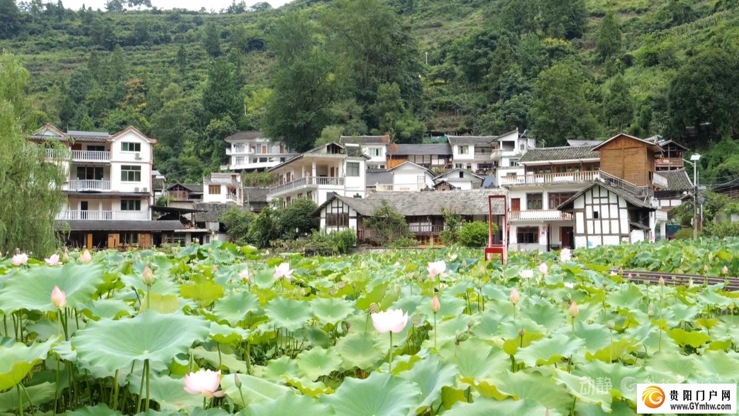 从半日打卡到按月安居 贵阳避暑旅居持续升温(图19)