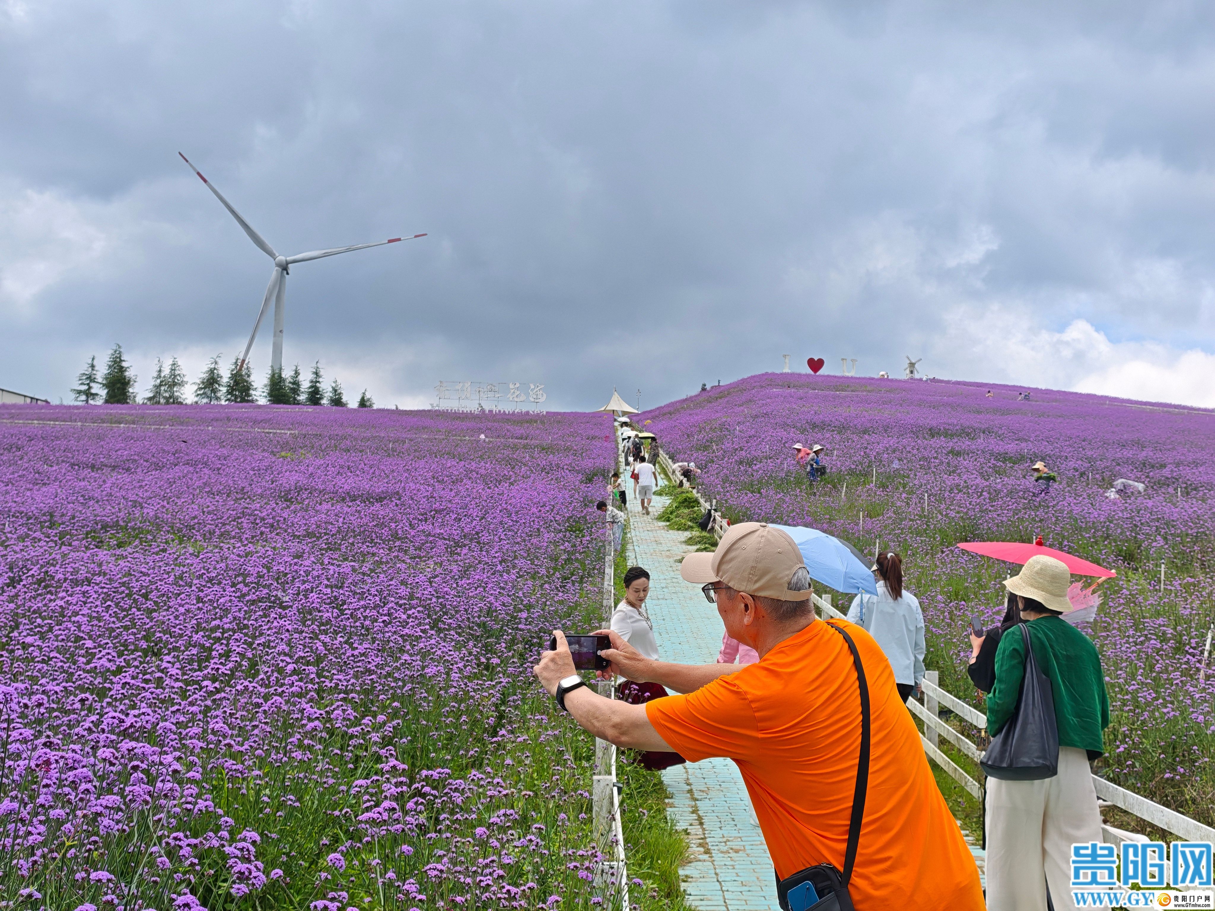 花溪区高坡乡打造云顶花海吸引游客避暑赏花(图2)