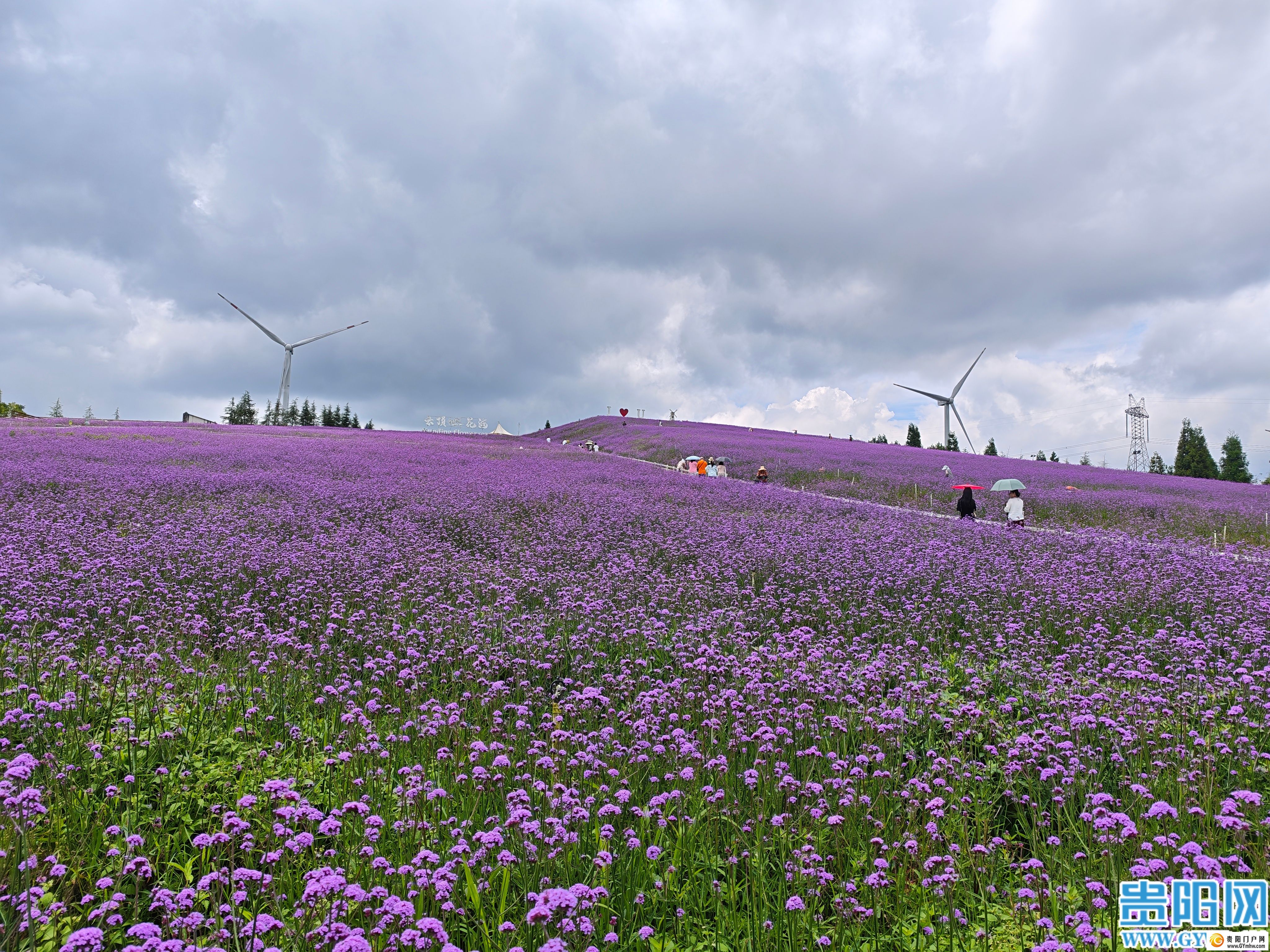 花溪区高坡乡打造云顶花海吸引游客避暑赏花(图5)